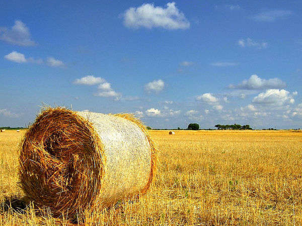 Agricoltura - foto di _Blaster_