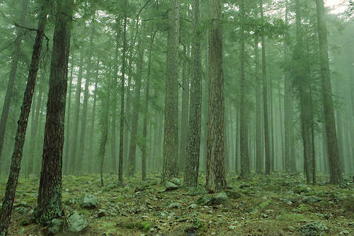 Bosco - foto di Fulvio Varone