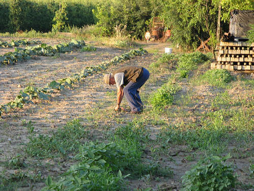 Agricoltura - foto di poluz