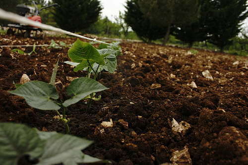 Agricoltura - foto di KiwiAttero