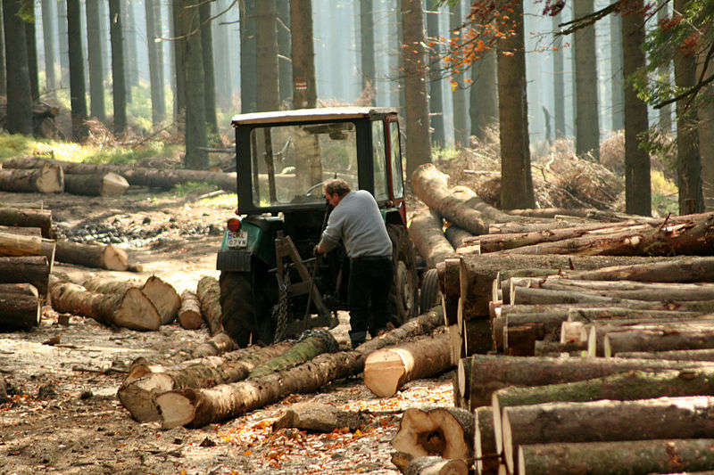 Foresta - foto di Przykuta