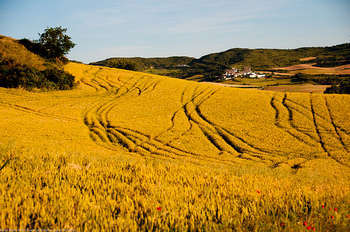 Agricoltura - foto di Oneras 