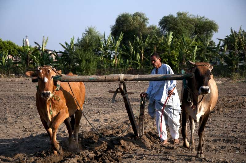 Agriculture, Egypt - Photo credit: Marwa Morgan / Foter / CC BY-NC-ND