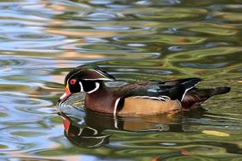 Wood Duck