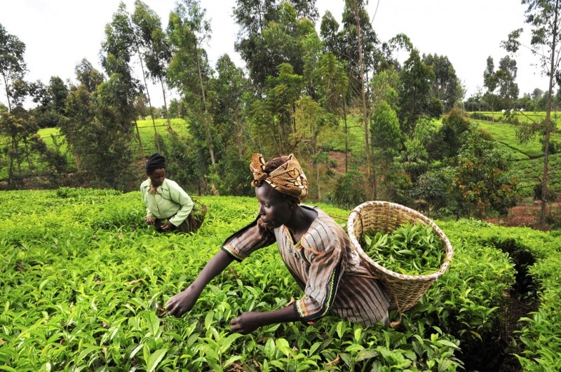 Agriculture, Kenya