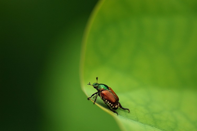 Green fellow