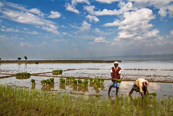 Agriculture in Bangladesh - Author Balaram Mahalder