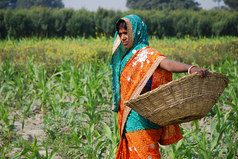 India - Photo credit: CIMMYT / Foter / CC BY-NC-SA