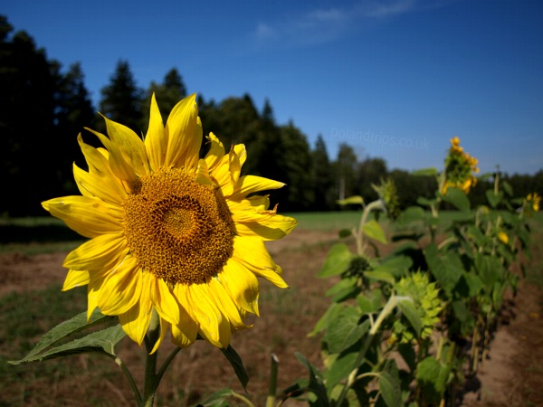 Agriculture - Author: Rubber Dragon / photo on flickr 