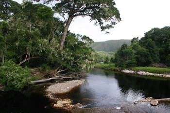 Forest, Africa - Author Paul venter