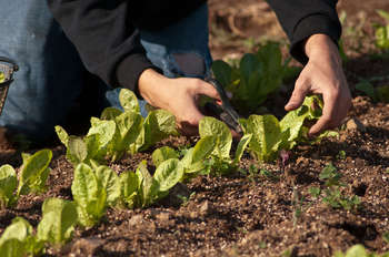 agriculture