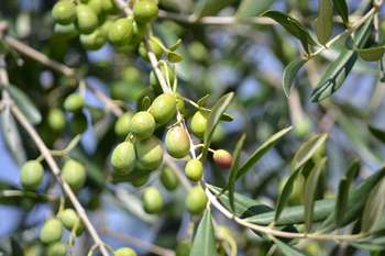 Olive - Pixabay