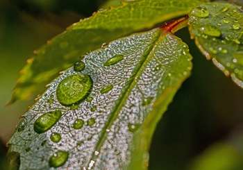 Made Green in Italy