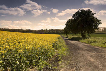 Strada di campagna