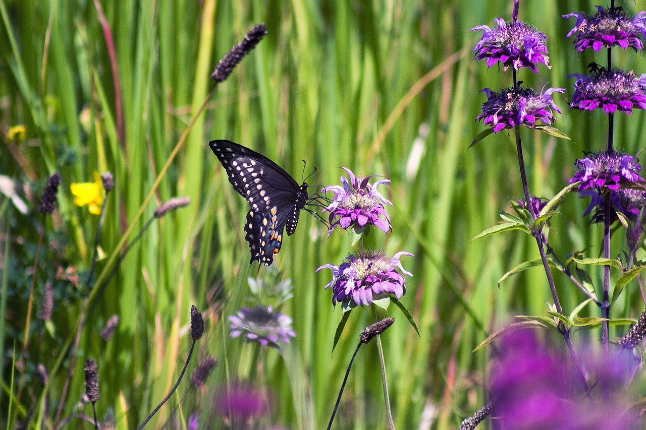 Natura 2000