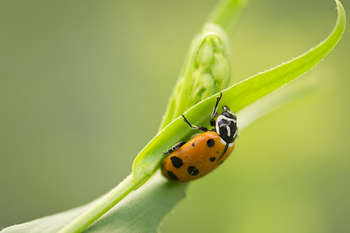 Ricerca biodiversità