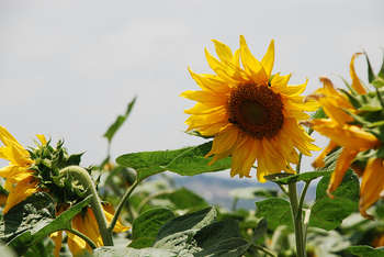 Agriculture - Photo credit: StateofIsrael via Foter.com / CC BY