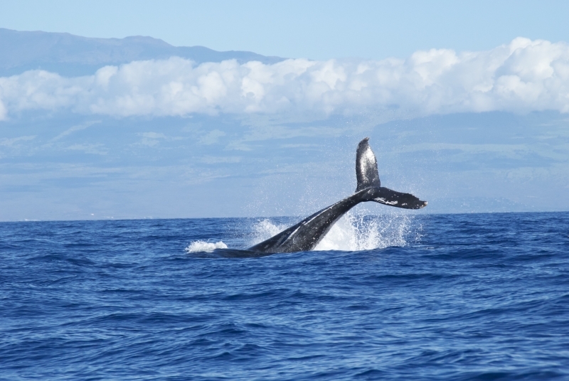 Oceano Atlantico