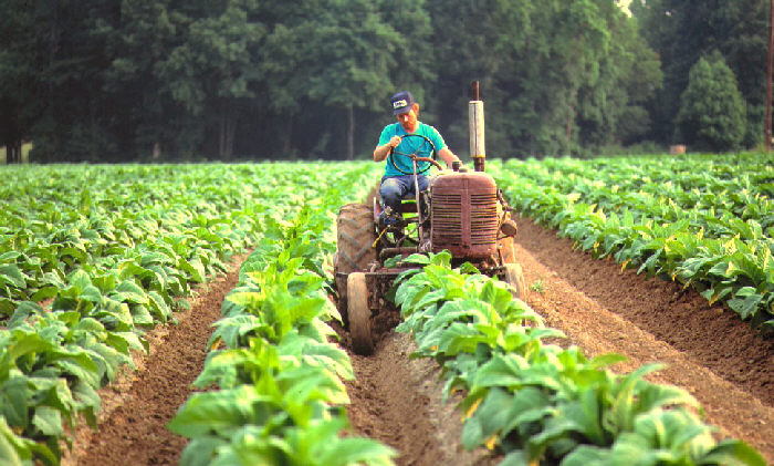 Giovani agricoltori