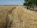 Raccolta del Grano, foto di Johnste