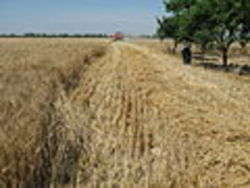 Raccolta del Grano, foto di Johnste