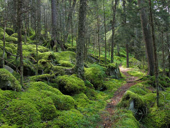 Foresta - foto di Miguel Vieira