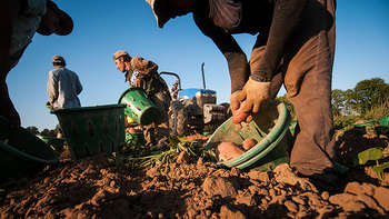 Lavoratori stranieri - photo credit: US Department of Agriculture