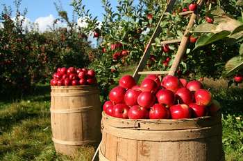 Assicurazioni agricole agevolate