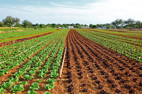 Agricoltura - Photo credit: Isabel Perelló da Pixabay 