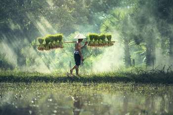 UE: bando Cultiv@te innovazione agricoltura sostenibile