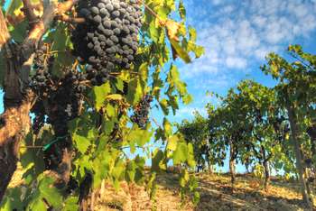 Vendemmia verde - Photo credit: Francesco Sgroi