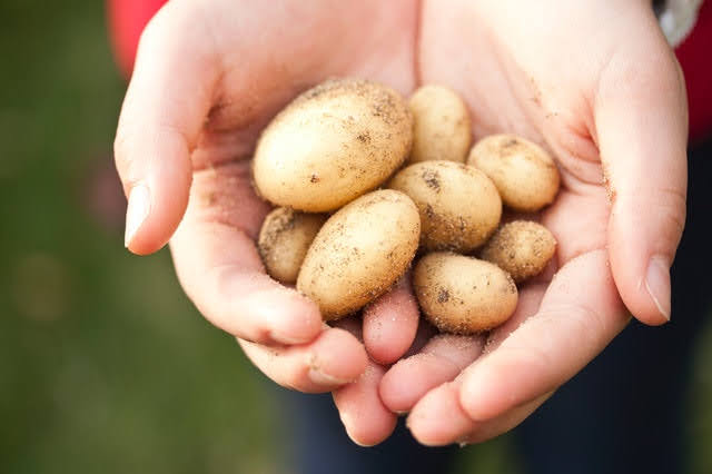 Farm to fork - Photo credit: Foto di R Khalil da Pexels