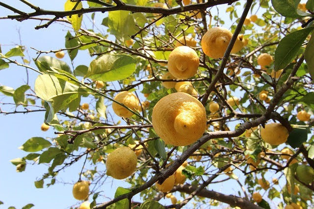 Agricoltura biologica - Photo credit: Foto di Samuele Schirò da Pixabay 