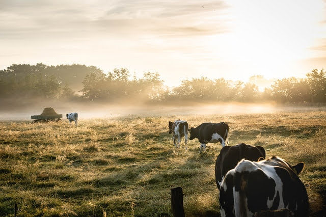 Better Training for Safer Food - Foto di Lukas Hartmann da Pexels