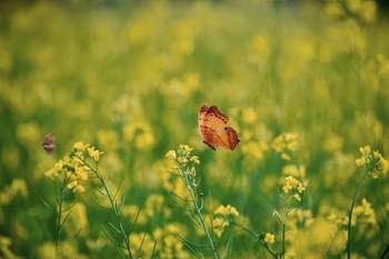 Biodiversità - Foto di Tarikul Raana da Pexels