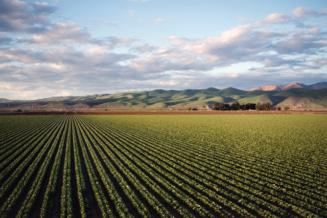 Agrivoltaico - Foto di Tim Mossholder da Pexels