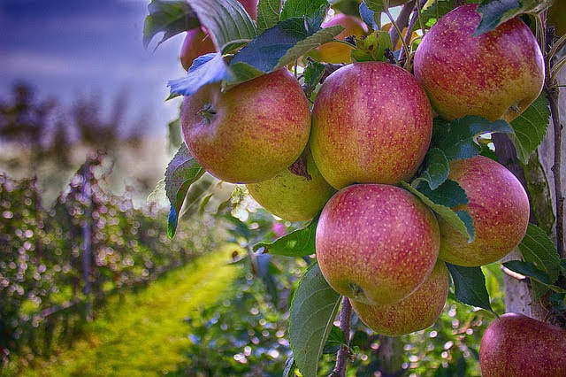 Fondi europei agricoltura - Photo credit: Foto di Marco Roosink da Pixabay