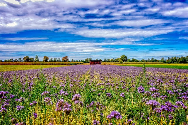 Fondi europei agricoltura - Photo credit: Foto di Peter H da Pixabay