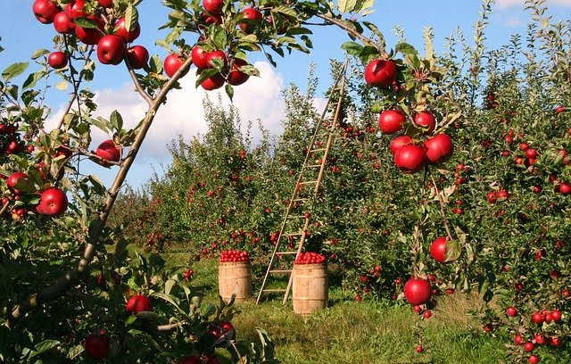 Aiuti di stato agricoltura - Photo credit: Foto di lumix2004 da Pixabay 