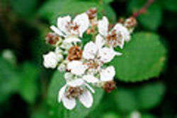 Blackberry flowers - Foto di Fir0002