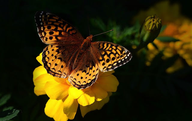 Biodiversità - Photo credit: Foto di Alain Audet da Pixabay