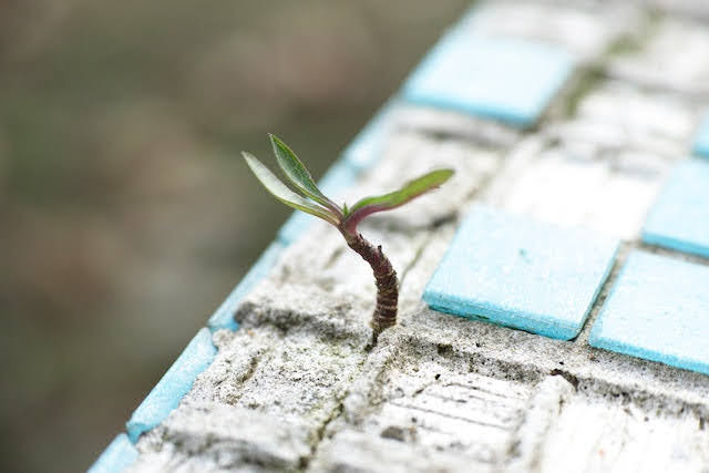 Foto di Engin Akyurt