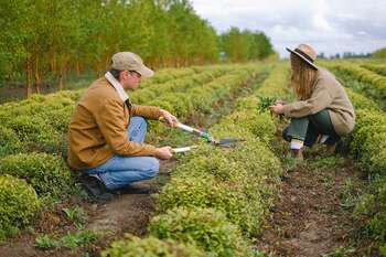 Agricoltura - Photo credit: Foto di Anna Shvets da Pexels