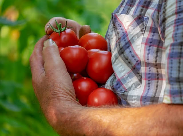 Agricoltura - Photo credit: Foto di Ilo da Pixabay