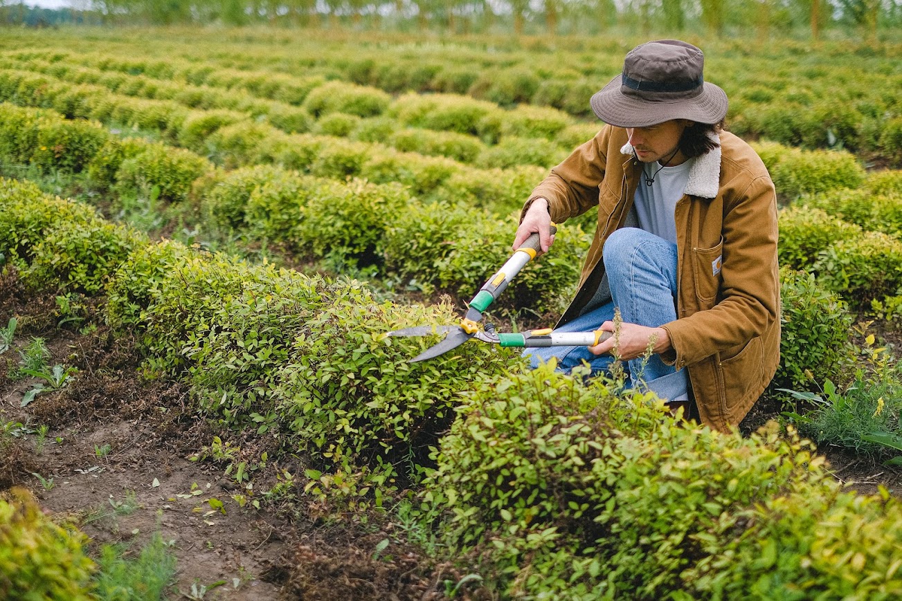 Agricoltura - Photo credit: Foto di Anna Shvets da Pexels