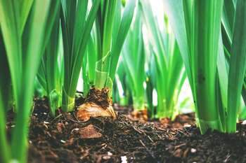 Soil - Photo credit: Foto di Maarten van den Heuvel – Pexels