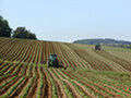 Potato field - Foto di NightThree