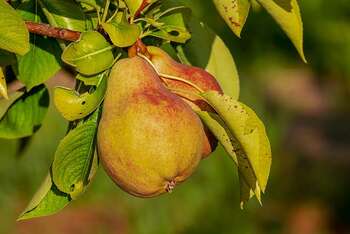 Agricoltura - Photo credit: Foto di Couleur da Pixabay Agricoltura - Photo credit: Foto di Couleur da Pixabay
