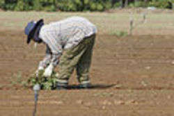 Foreign workers - immagine Sharon Ben-Arie