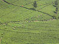 Fondi agricoli - foto di Maksim